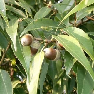 Oak, Bamboo-leaf